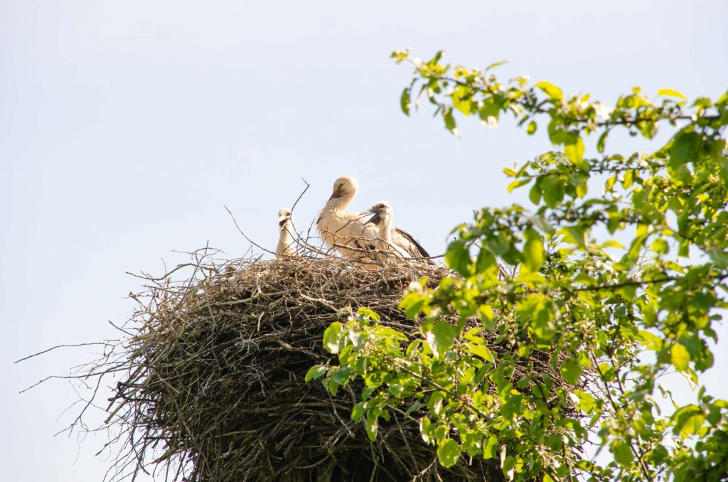 Karlamuiza Gauja National Park