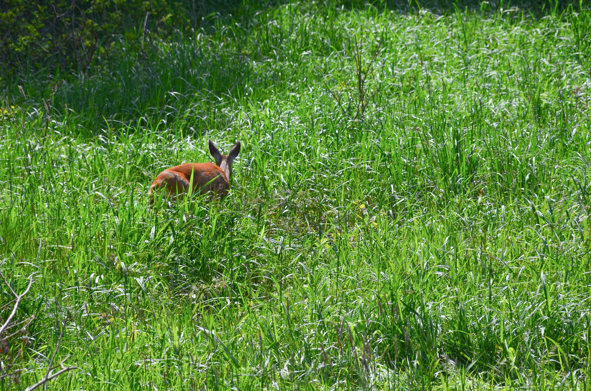 Wildlife Gauja National Park