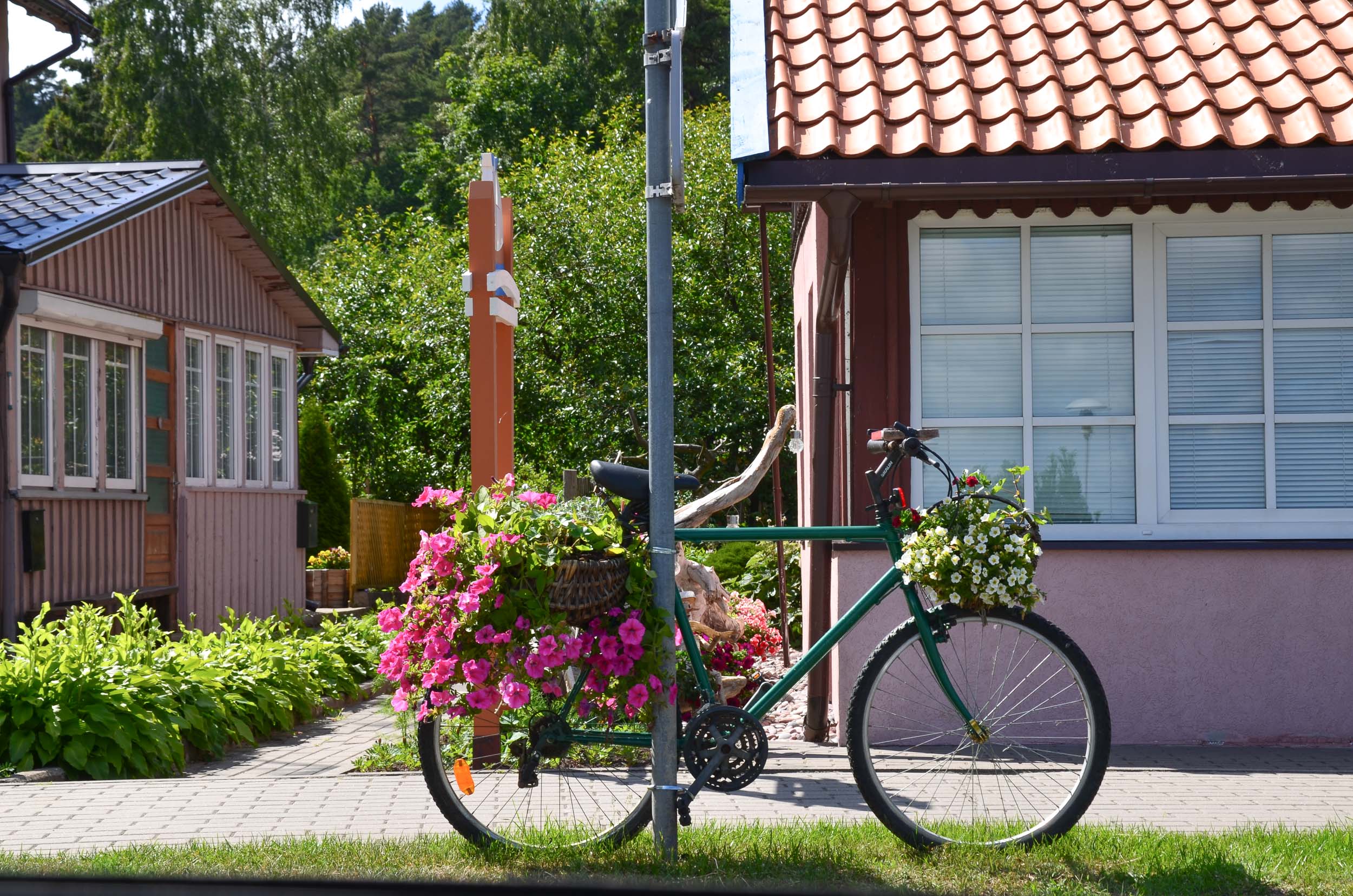 Koerse Schoorwal in Litouwen