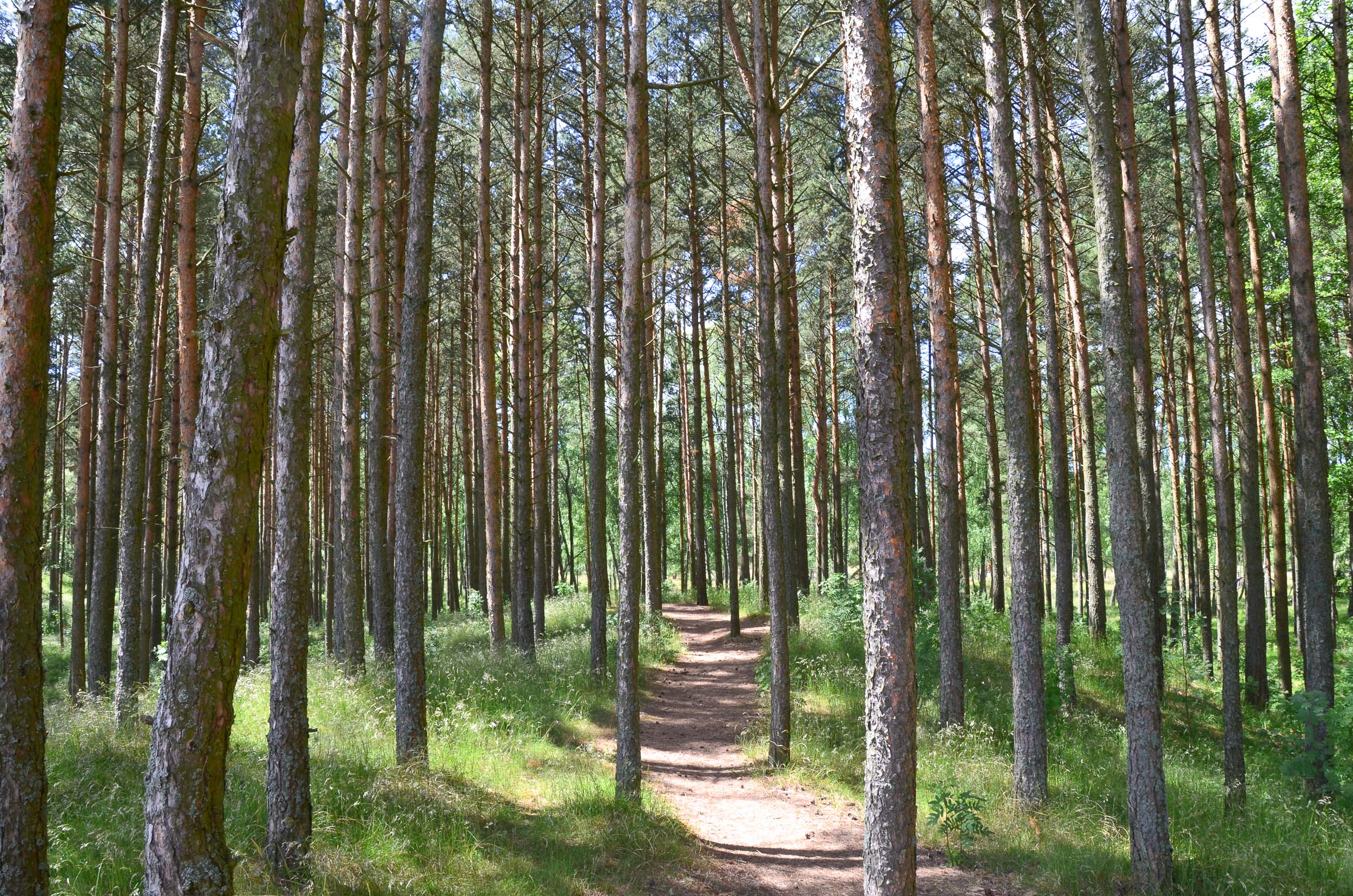 Koerse Schoorwal in Litouwen