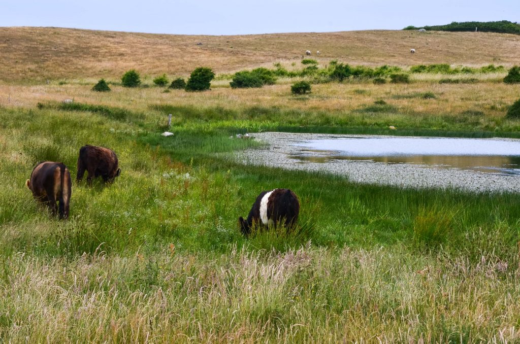 Route Roadtrip Denemarken
