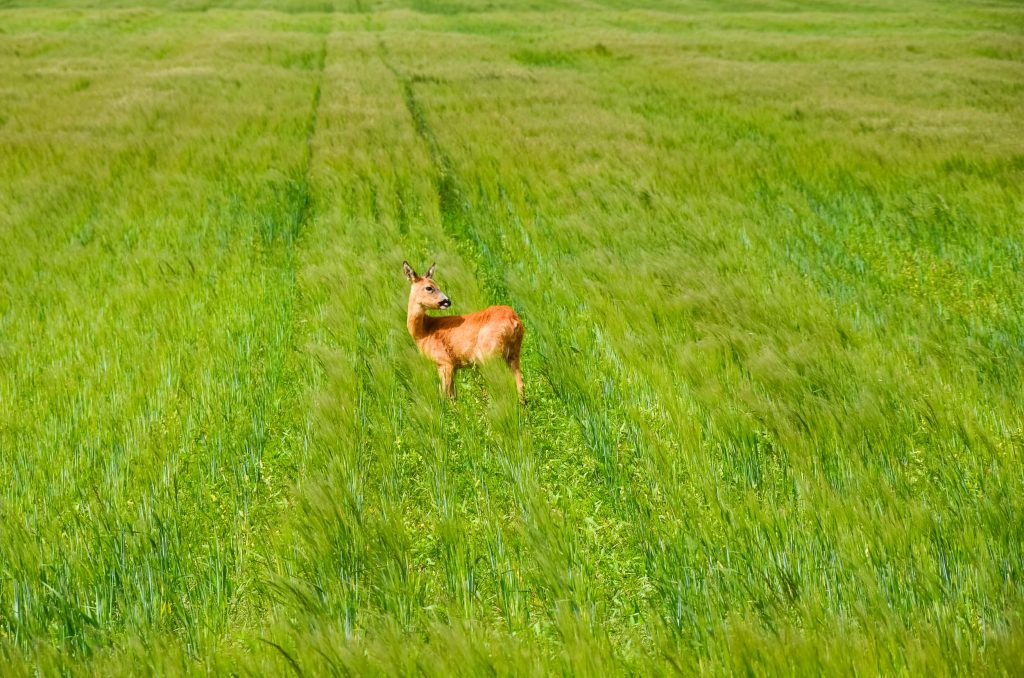 Route Roadtrip Denemarken