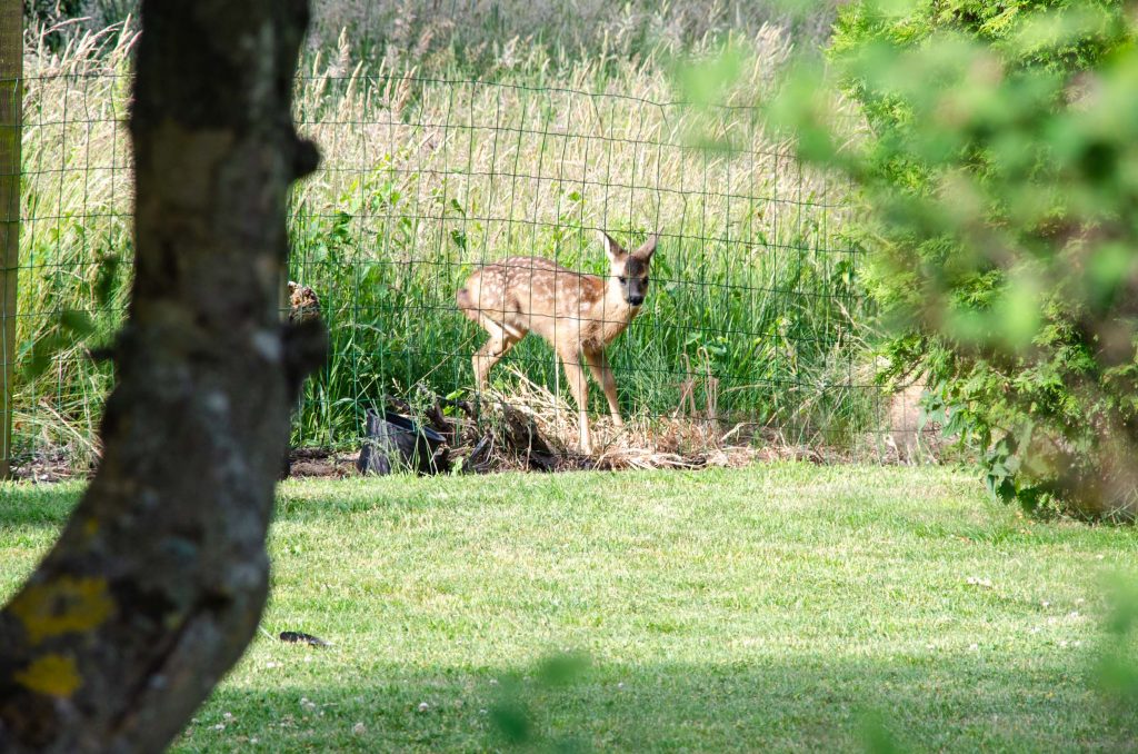 Route Roadtrip Denemarken