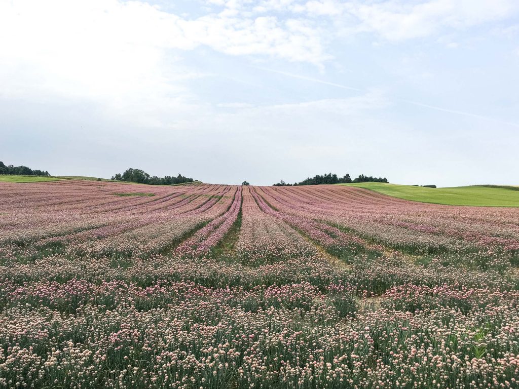 Route Roadtrip Denemarken