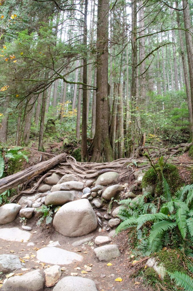 Lynn Canyon