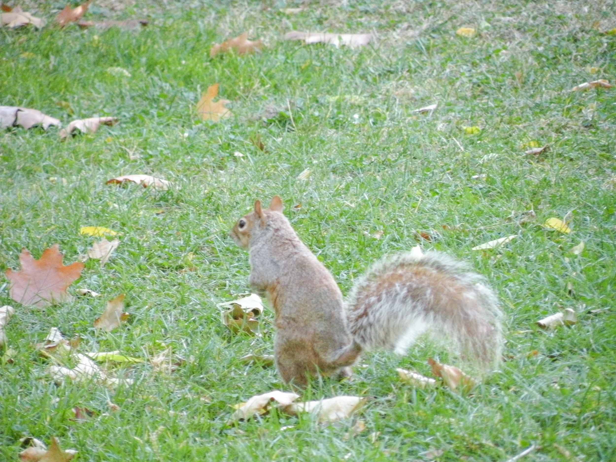 Wilde dieren in Central Park