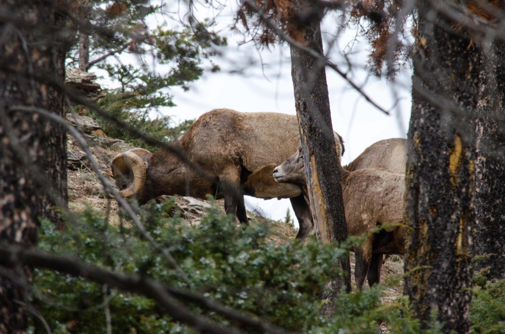 Jasper National Park