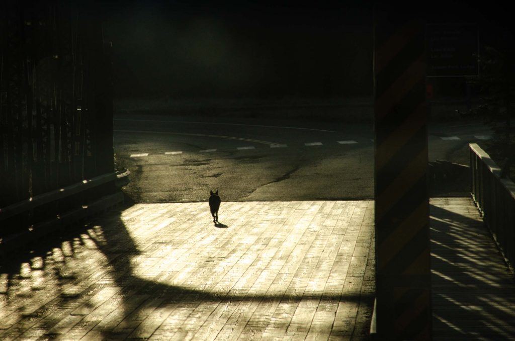 Jasper National Park