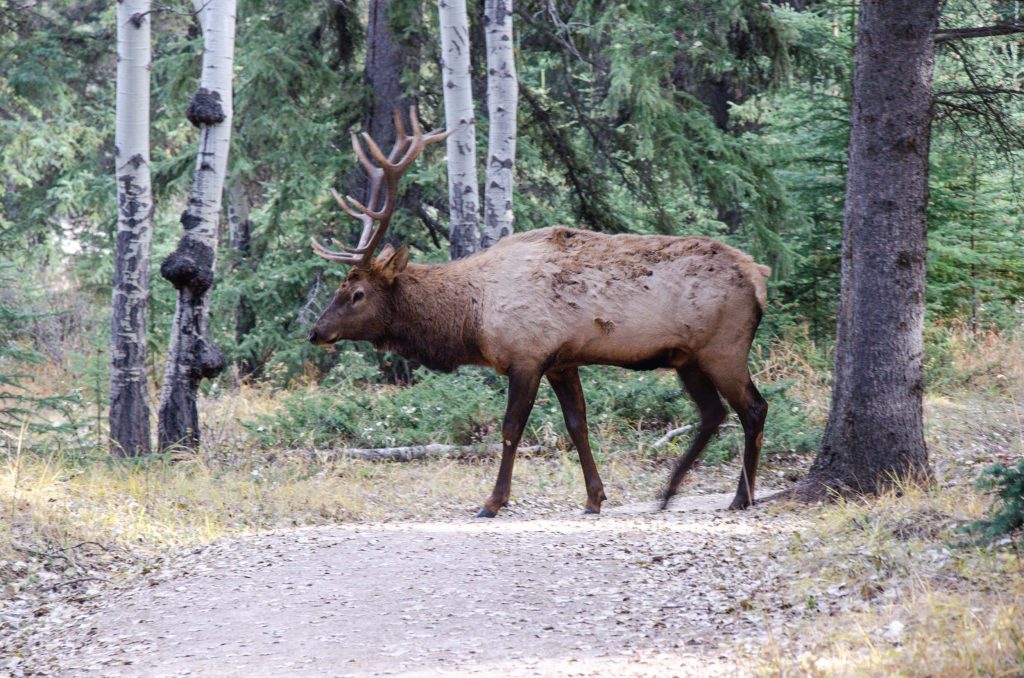 Jasper National Park