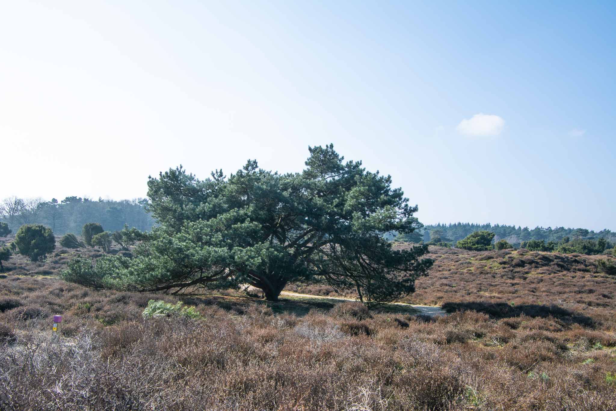Wandelen Drenthe