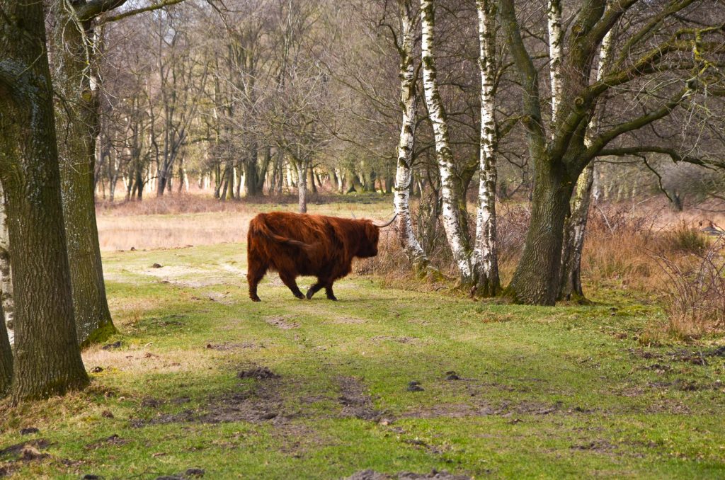 Wandelroutes in Drenthe 
