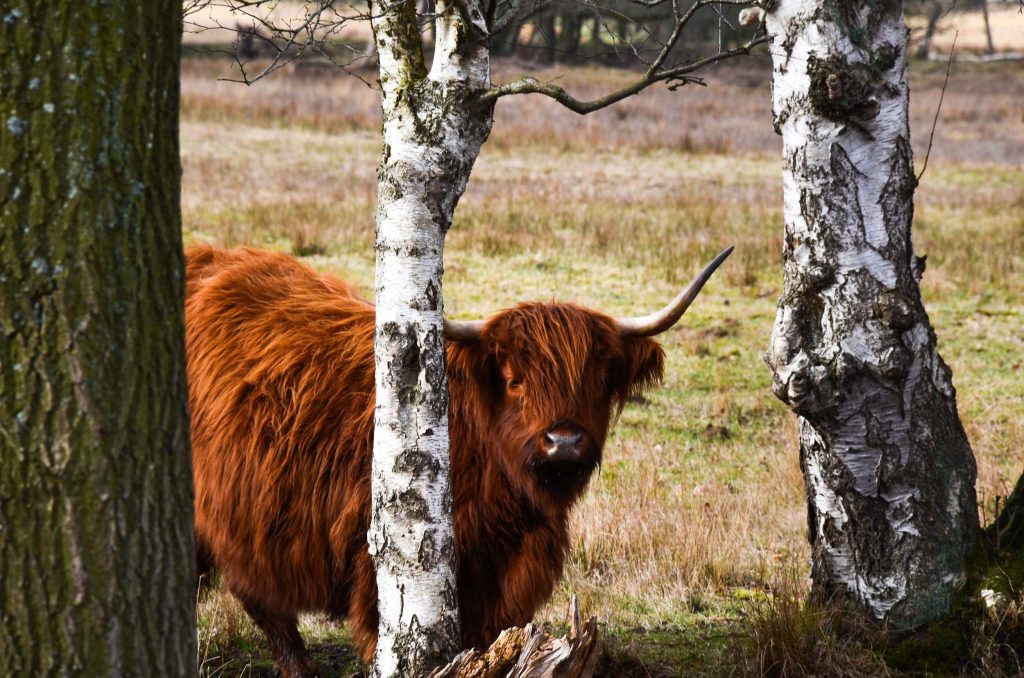 Wandelroutes in Drenthe 