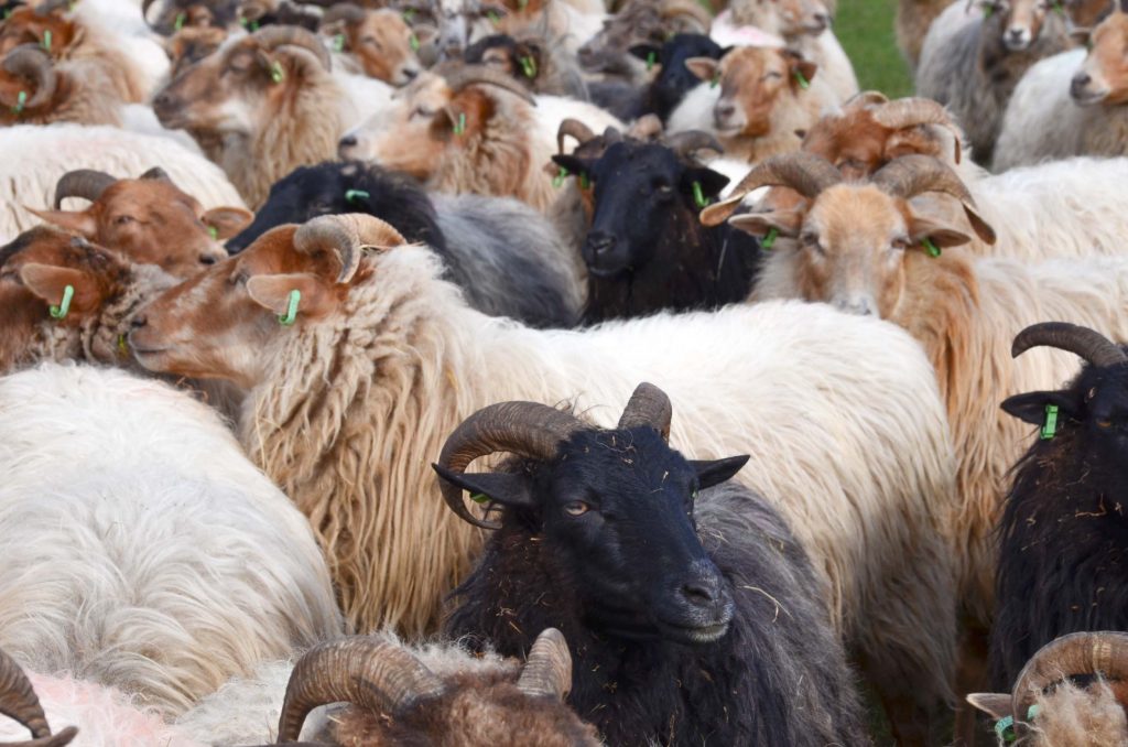 Wandelroutes in Drenthe 