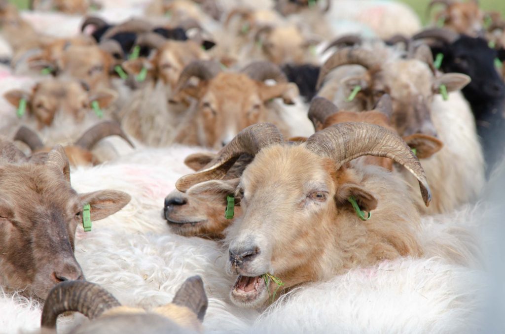 Wandelroutes in Drenthe 