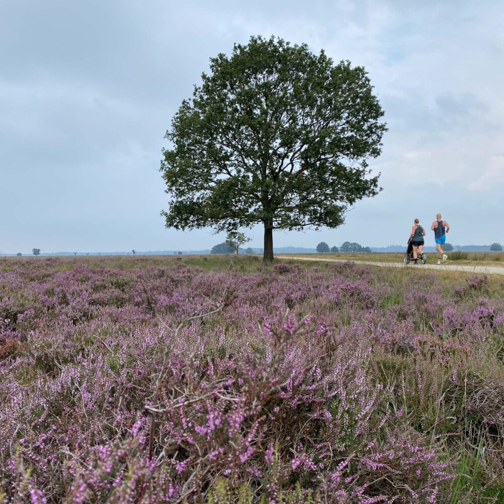 wandelen in Drenthe