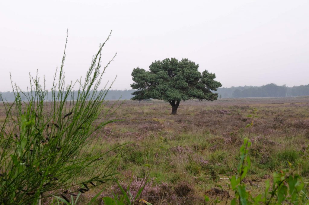 wandelen in Drenthe