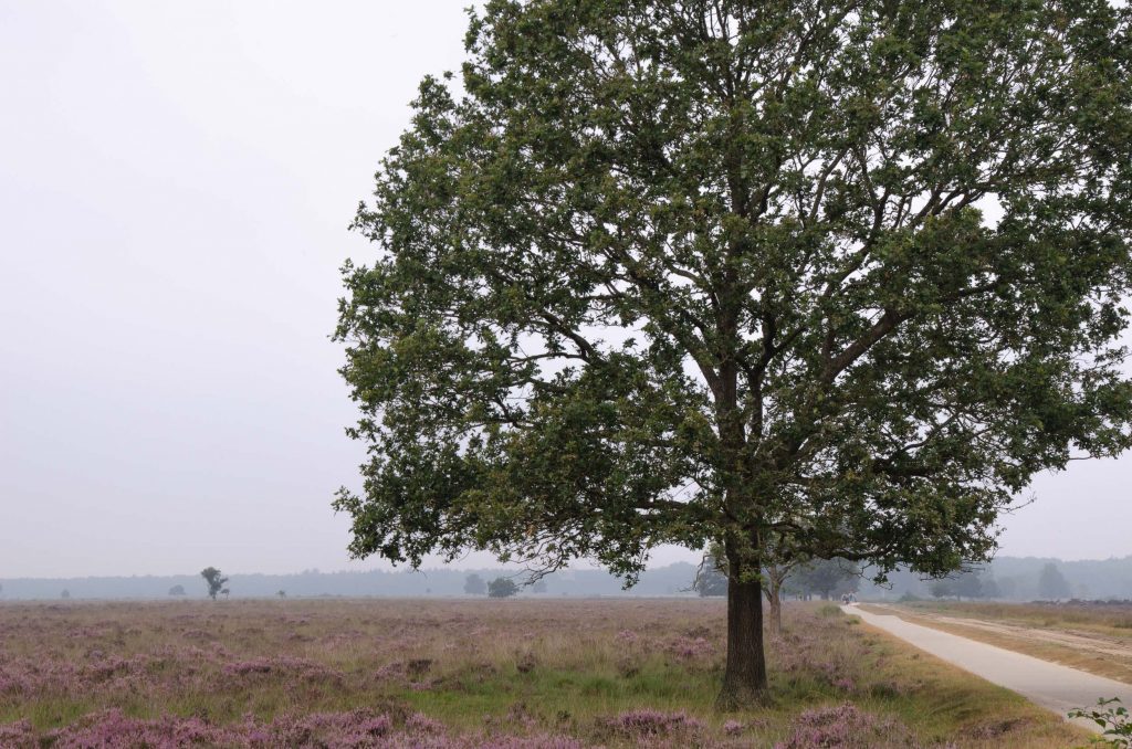 wandelen in Drenthe