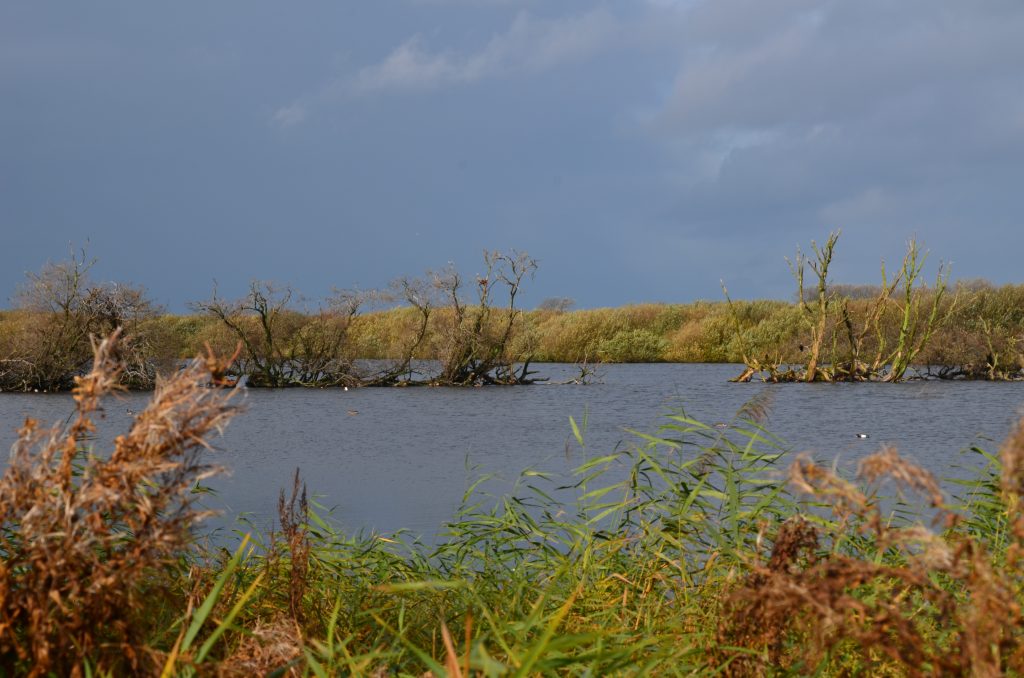 Westerplas Schiermonnikoog
