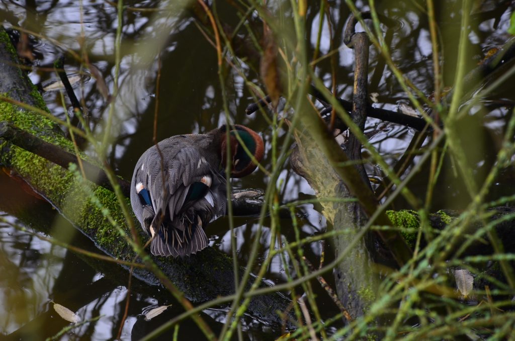 Westerplas Schiermonnikoog