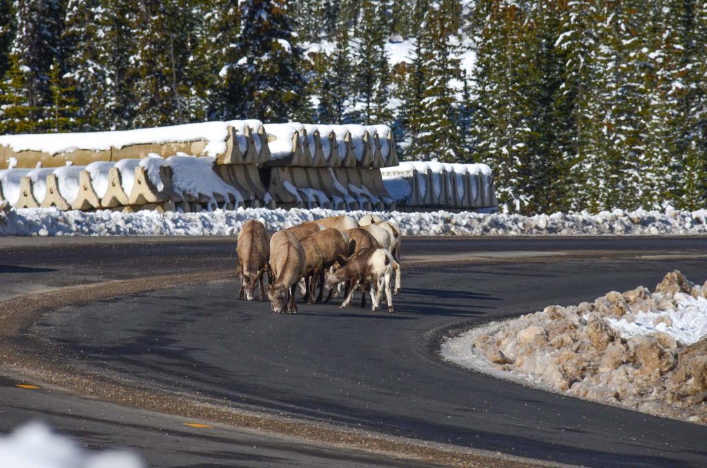 Athabasca Glacier op de Icefields Parkway