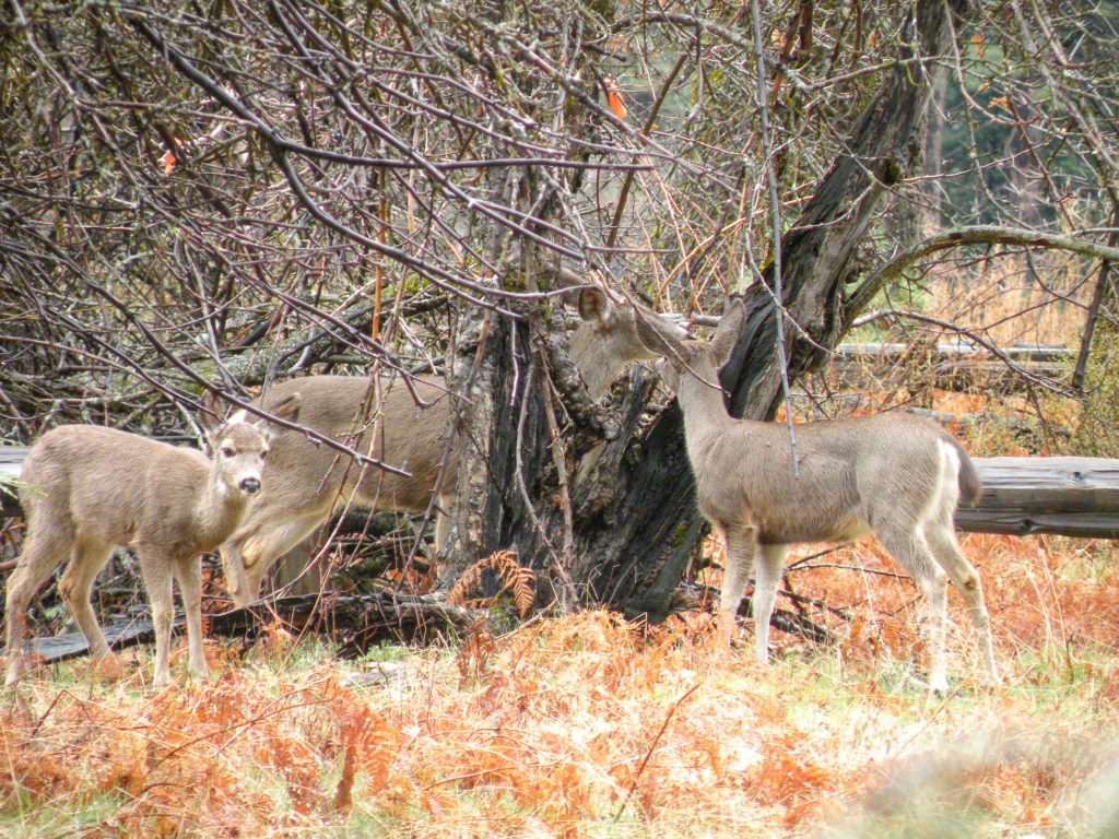 Roadtrip West Amerika