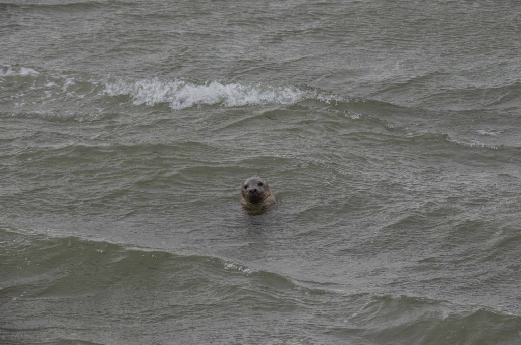 Wat te doen op Texel