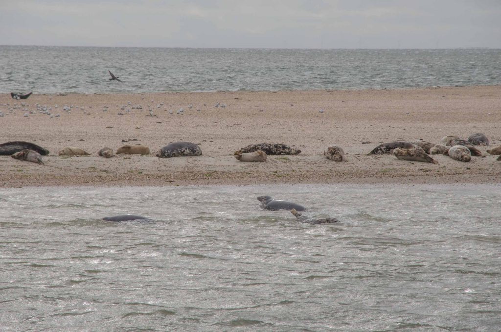 Wat te doen op Texel