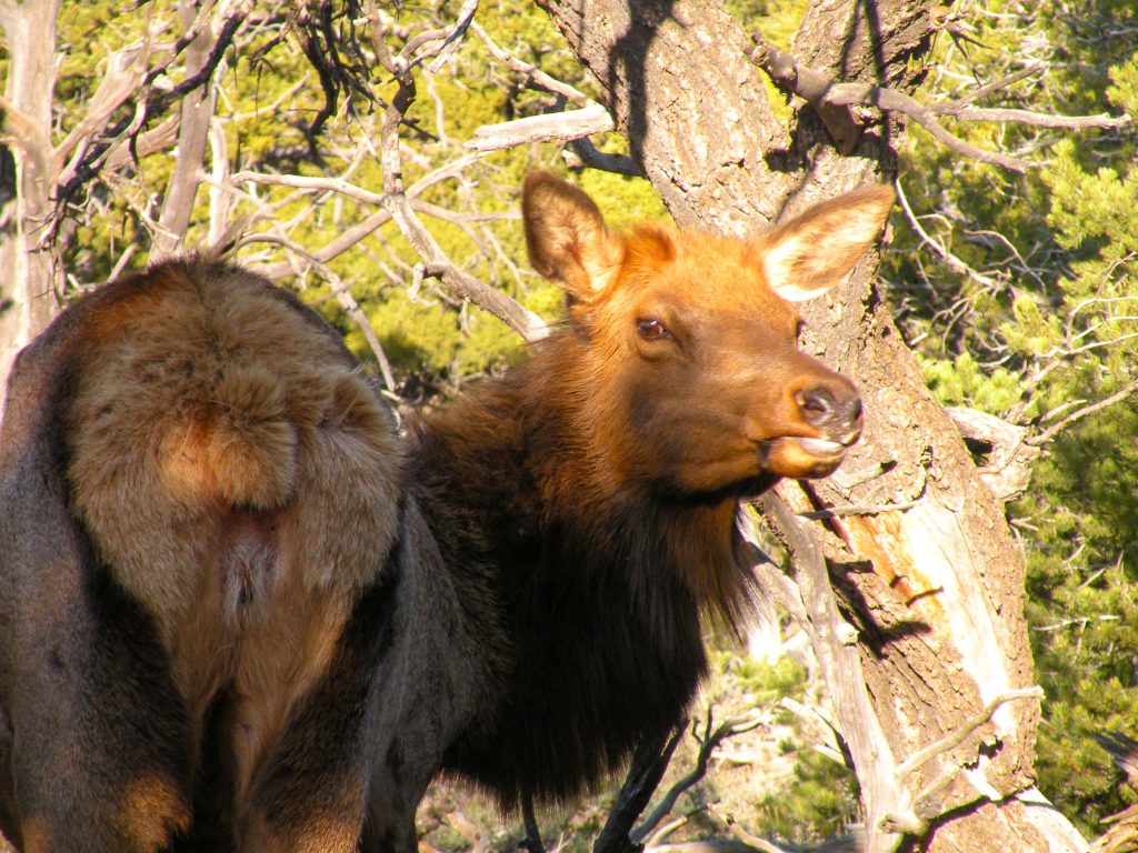 Grand Canyon National Park