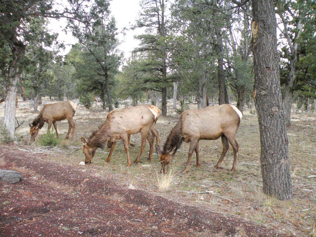 Grand Canyon National Park