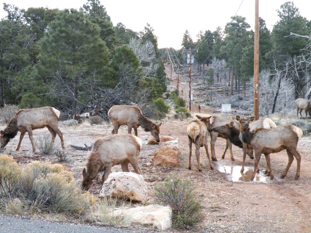 Grand Canyon National Park
