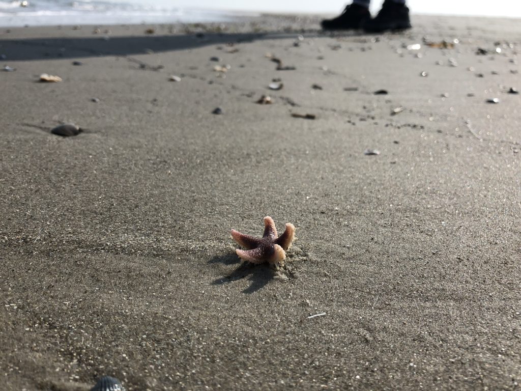 Strand Schiermonnikoog