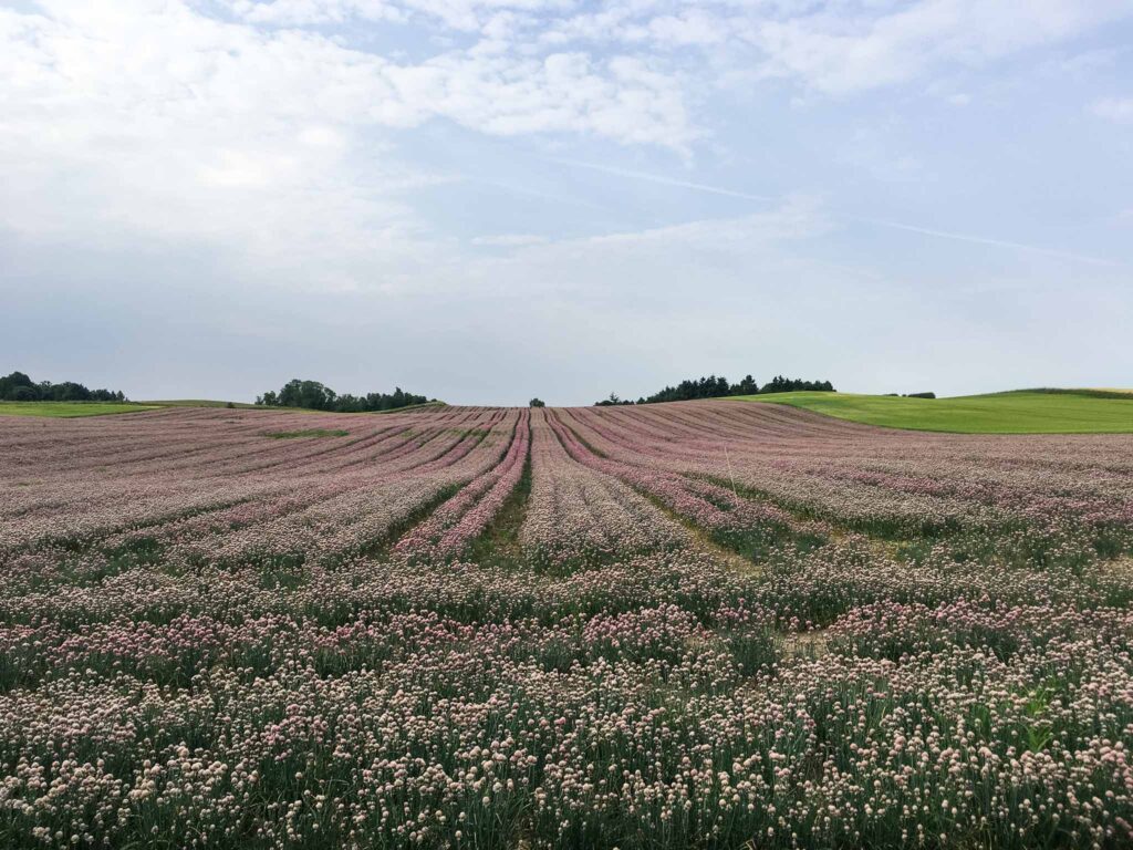 Seeland in Denemarken