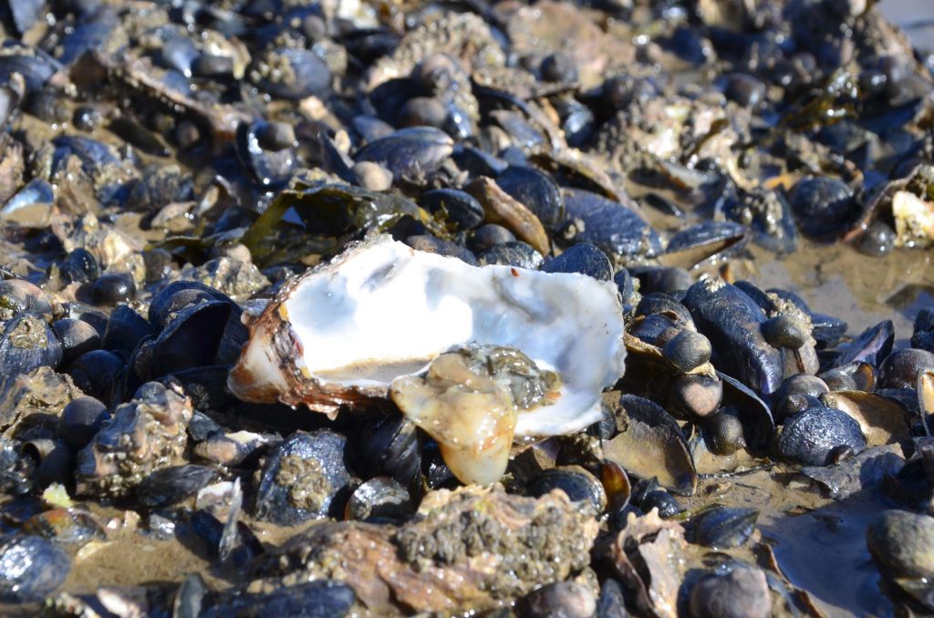 Bijzonder overnachten bij Op Oost op Texel