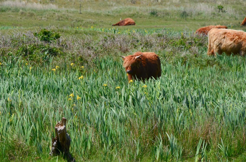 Wandelen Texel