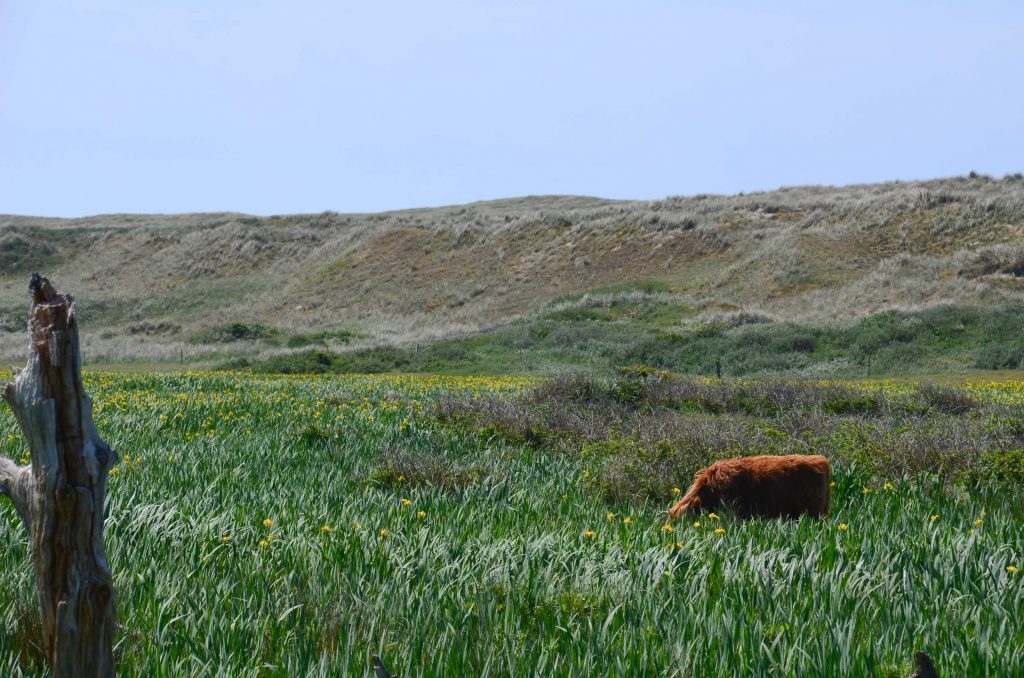 Wandelen Texel