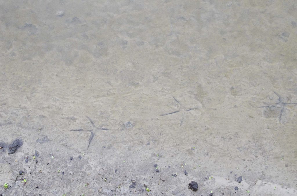 Marker Wadden Flevoland