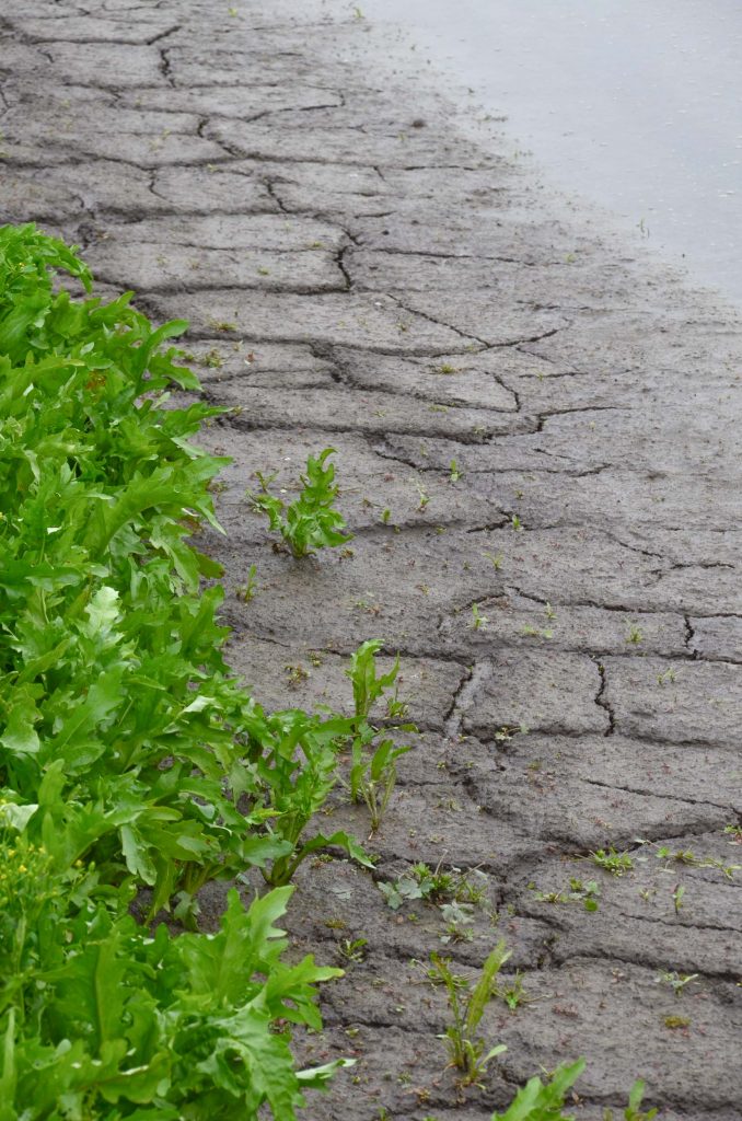 Marker Wadden Flevoland