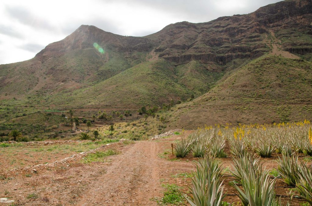 Fataga op Gran Canaria