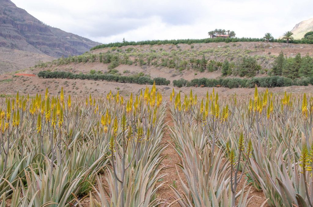 Fataga op Gran Canaria