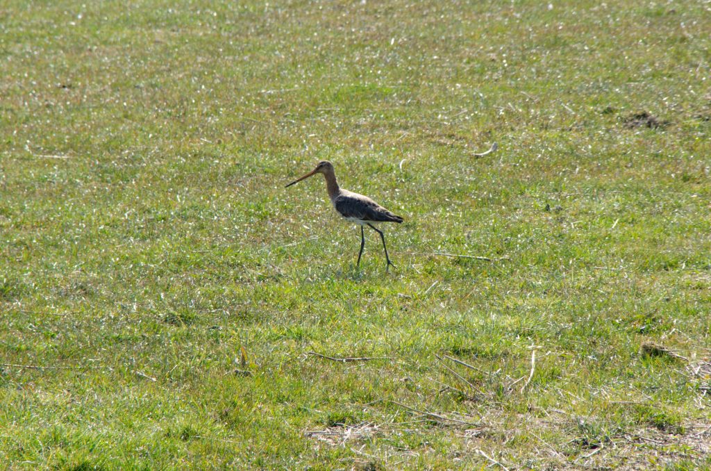 Wat te doen op Terschelling