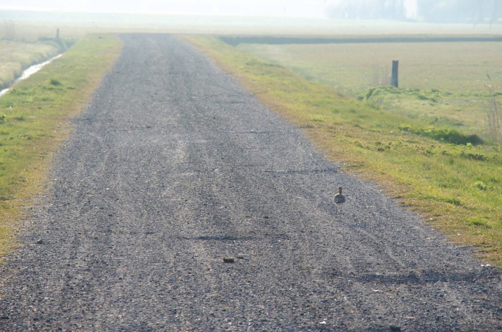 Wat te doen op Terschelling