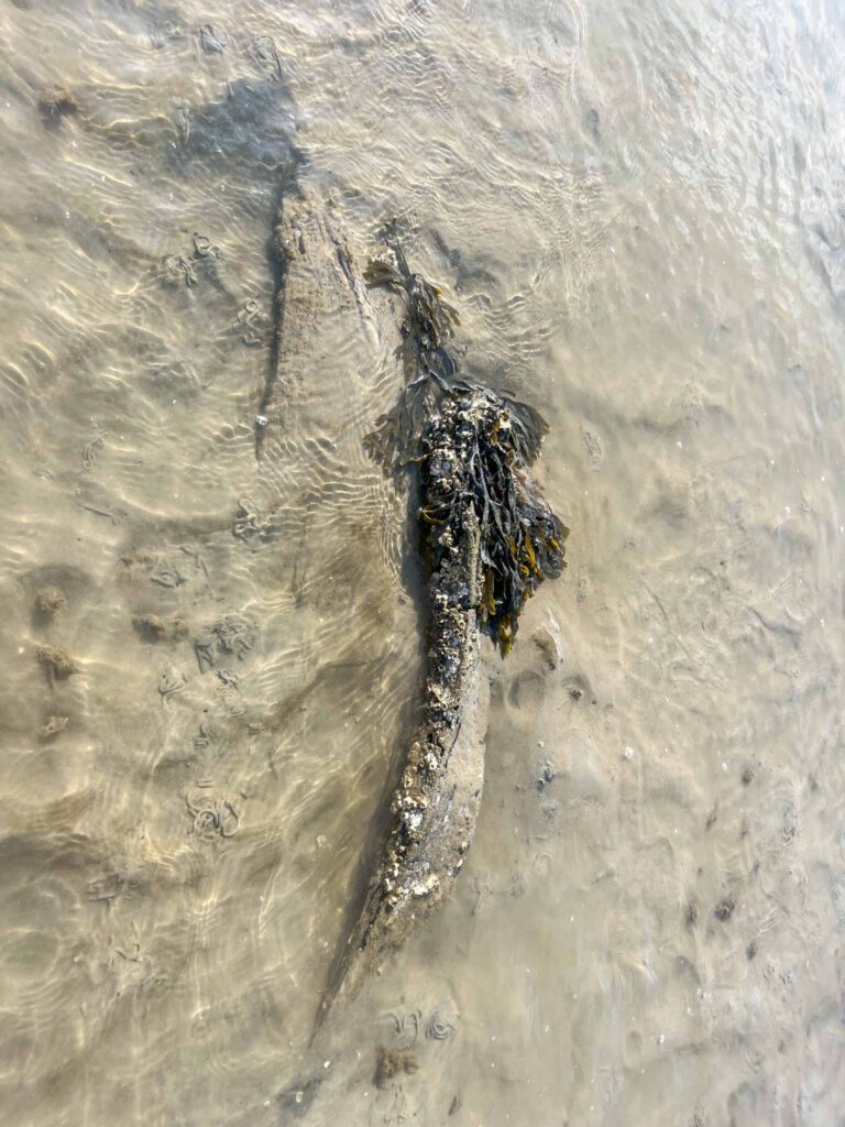 Tips voor wadlopen naar Schiermonnikoog