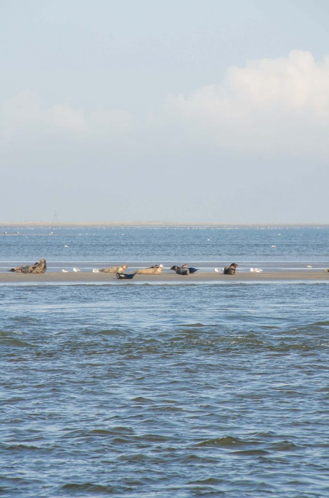 Expeditie Rottumeroog