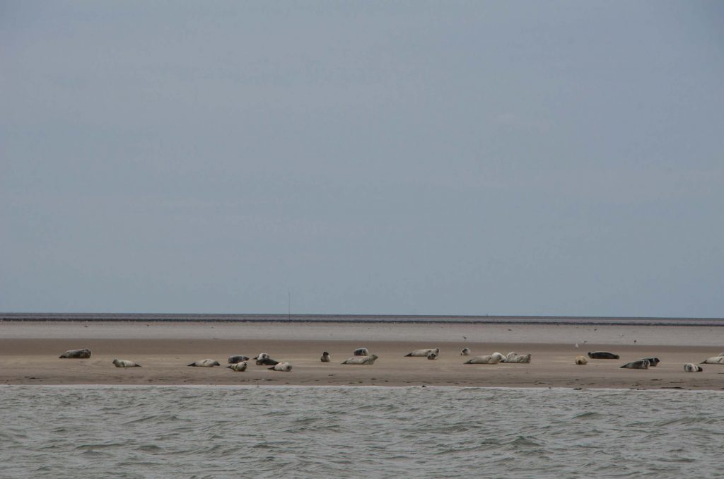 Expeditie Rottumeroog