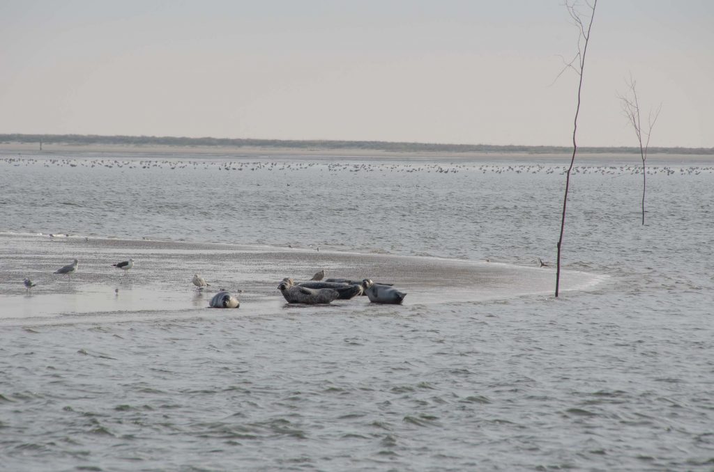 Expeditie Rottumeroog