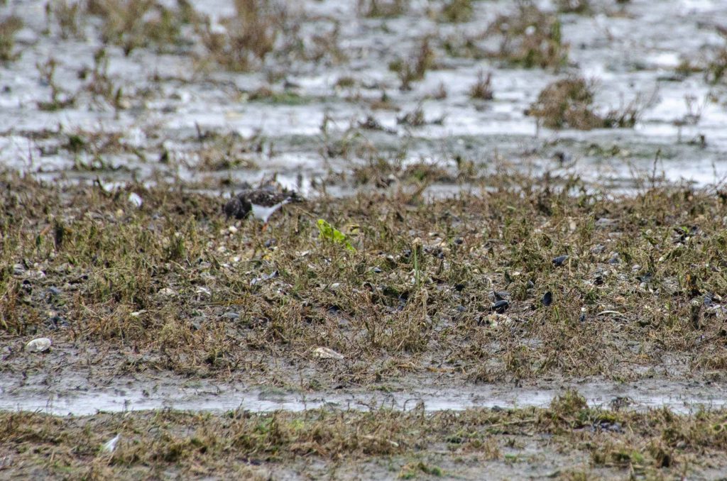 vogelkijkgebieden noord nederland