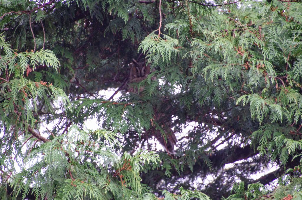 vogelkijkgebieden noord nederland
