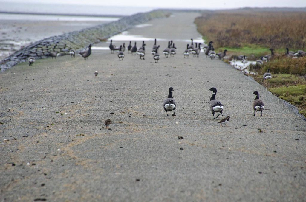 vogelkijkgebieden noord nederland