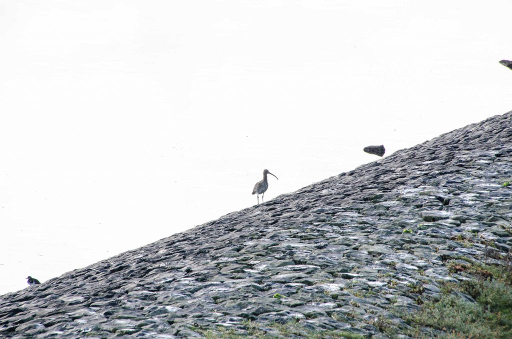 vogelkijkgebieden noord nederland