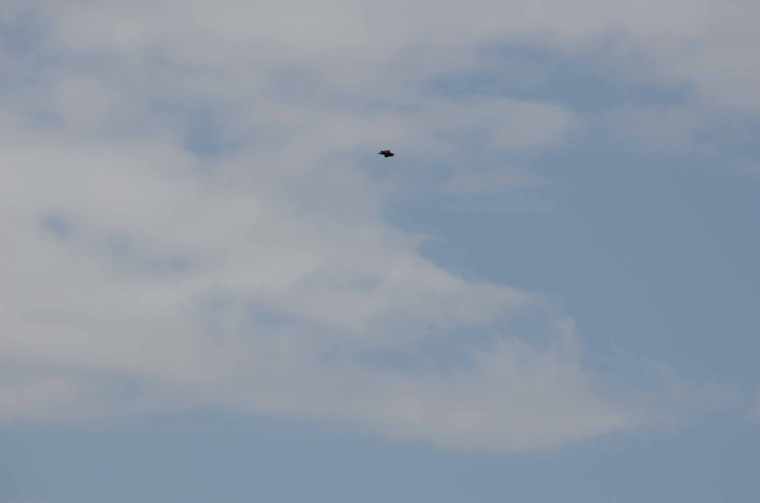 vogelkijkgebieden noord nederland